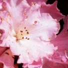 Pink Rhododendron